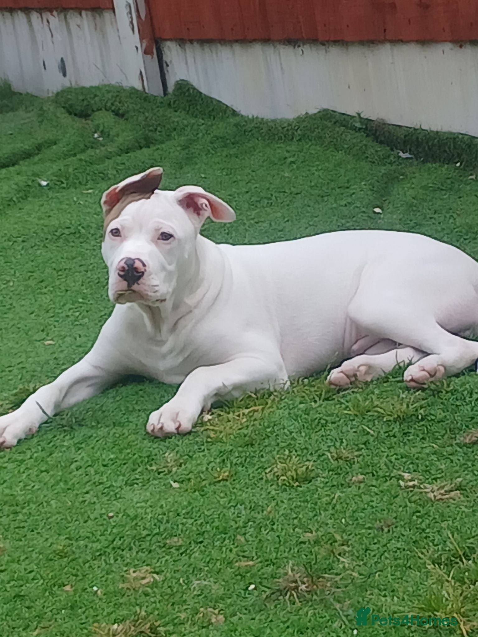American Bulldog dogs American bulldog puppy - Advert 1