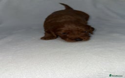 Cockapoo dogs for sale: Cockapoo puppies  - Image 10