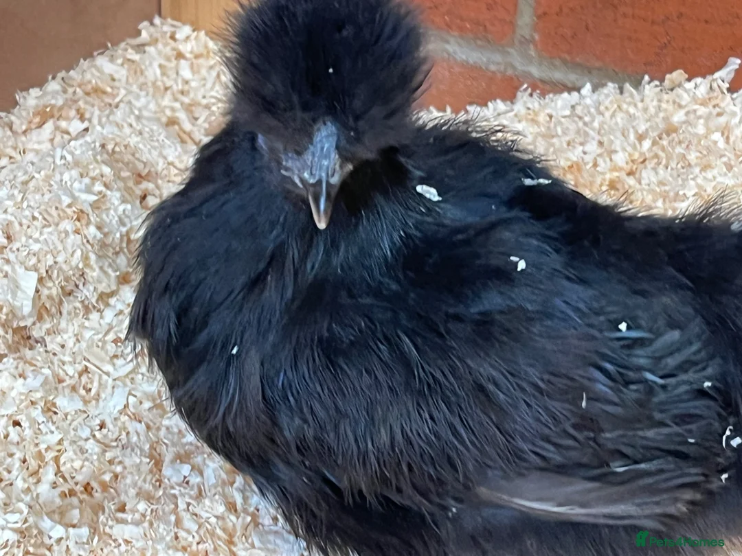 Chickens poultry for sale: Silkies POL - Advert 2