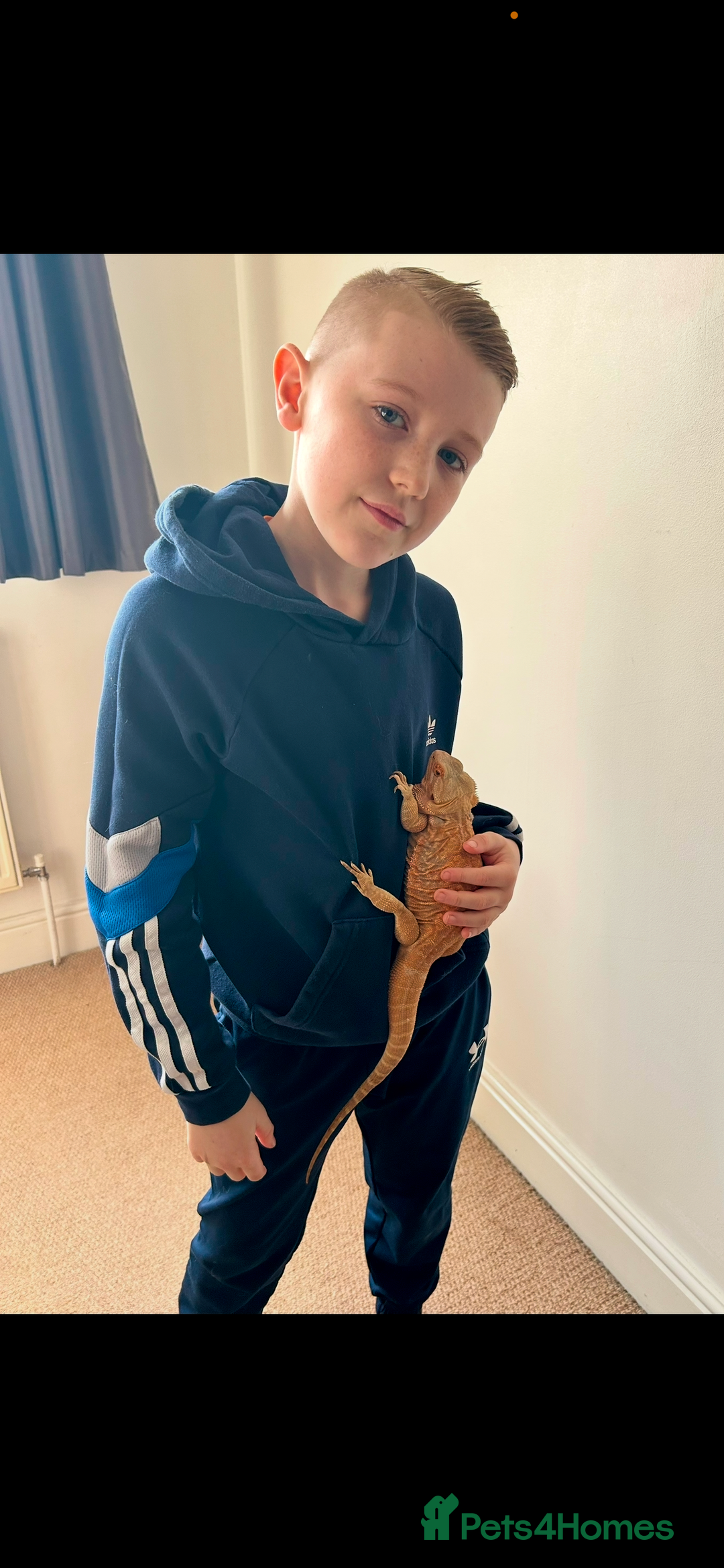 Bearded Dragon reptiles for sale: Orange hypo blue bar female dragon with set up - Image 10