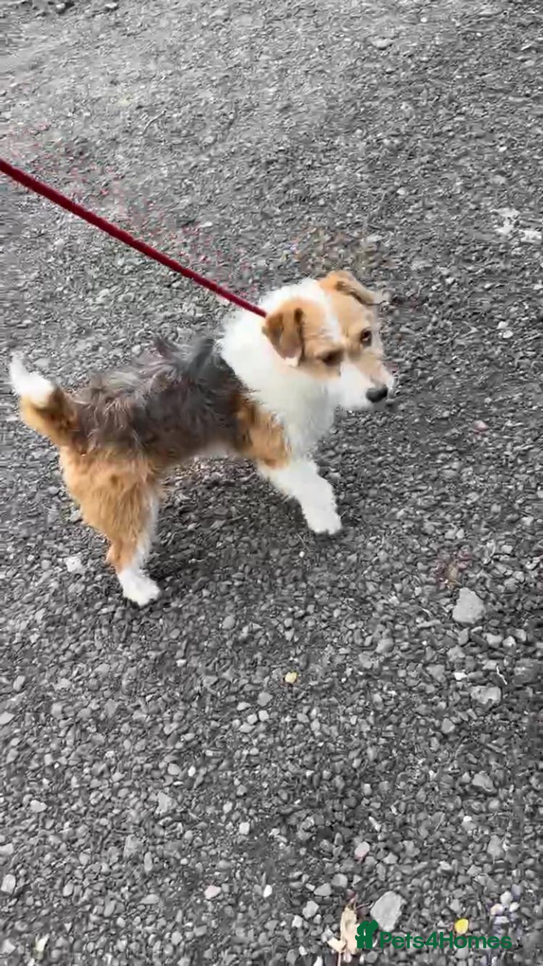 Mixed Breed dogs for sale: Jack Russel x Shibu inu (Shibujacks) - Advert 5