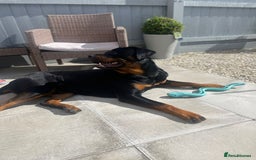 Rottweiler dogs for stud: Rottweiler for STUD only (not for sale/rehoming) - Advert 16