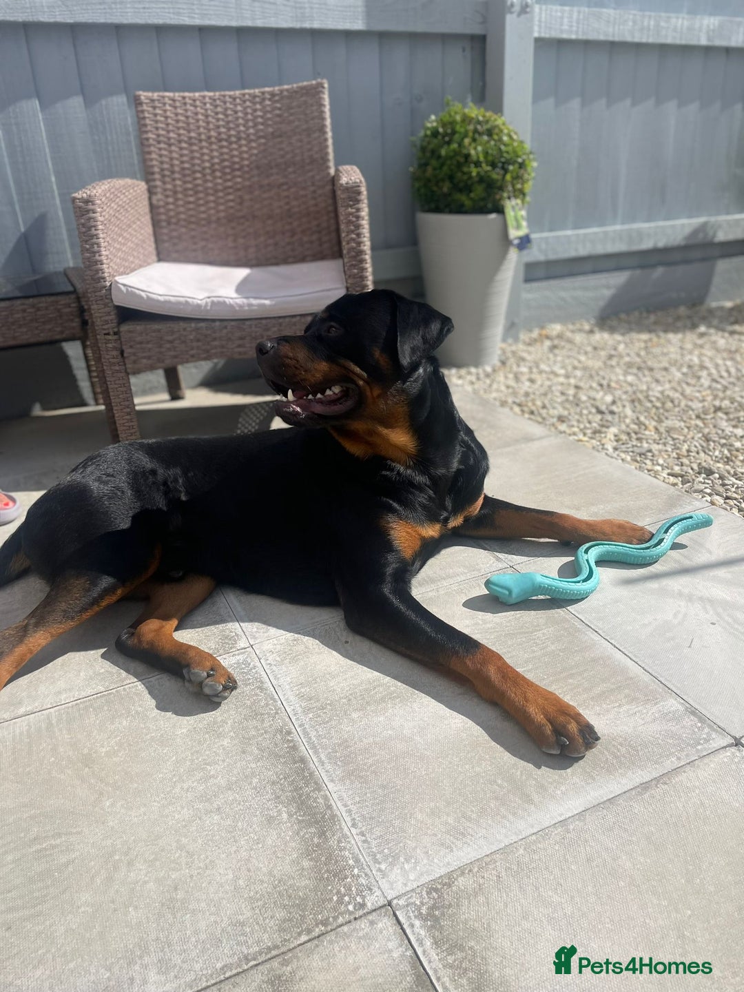 Rottweiler dogs for stud: Rottweiler for STUD only (not for sale/rehoming) - Advert 16