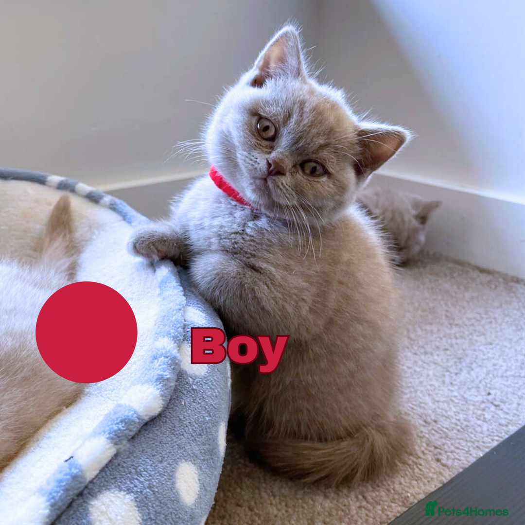 British Shorthair cats for sale: British Shorthair, Ready to be rehomed - Advert 14