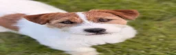 Jack Russell dogs for stud: KC Jack Russell Cliff - Advert 4