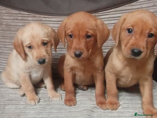 Labrador Retriever dogs Labrador puppies - Advert 6