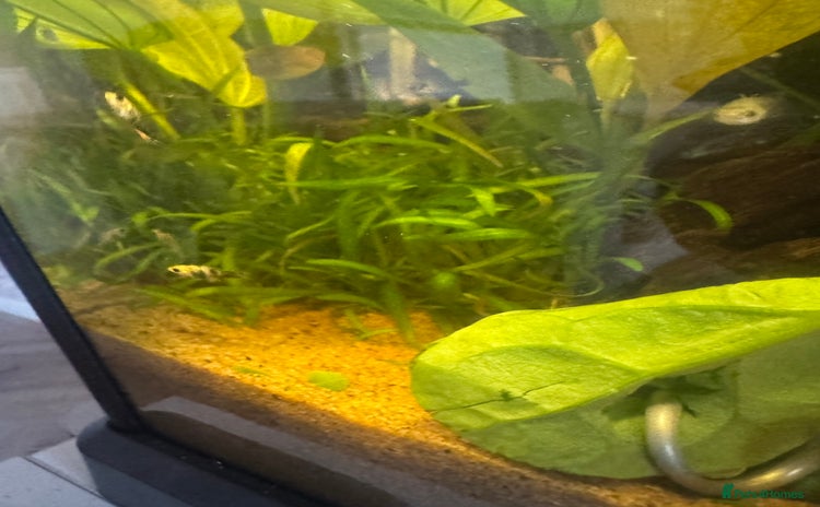 Mollies fish - Advert 1