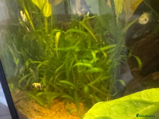 Mollies fish - Advert 7