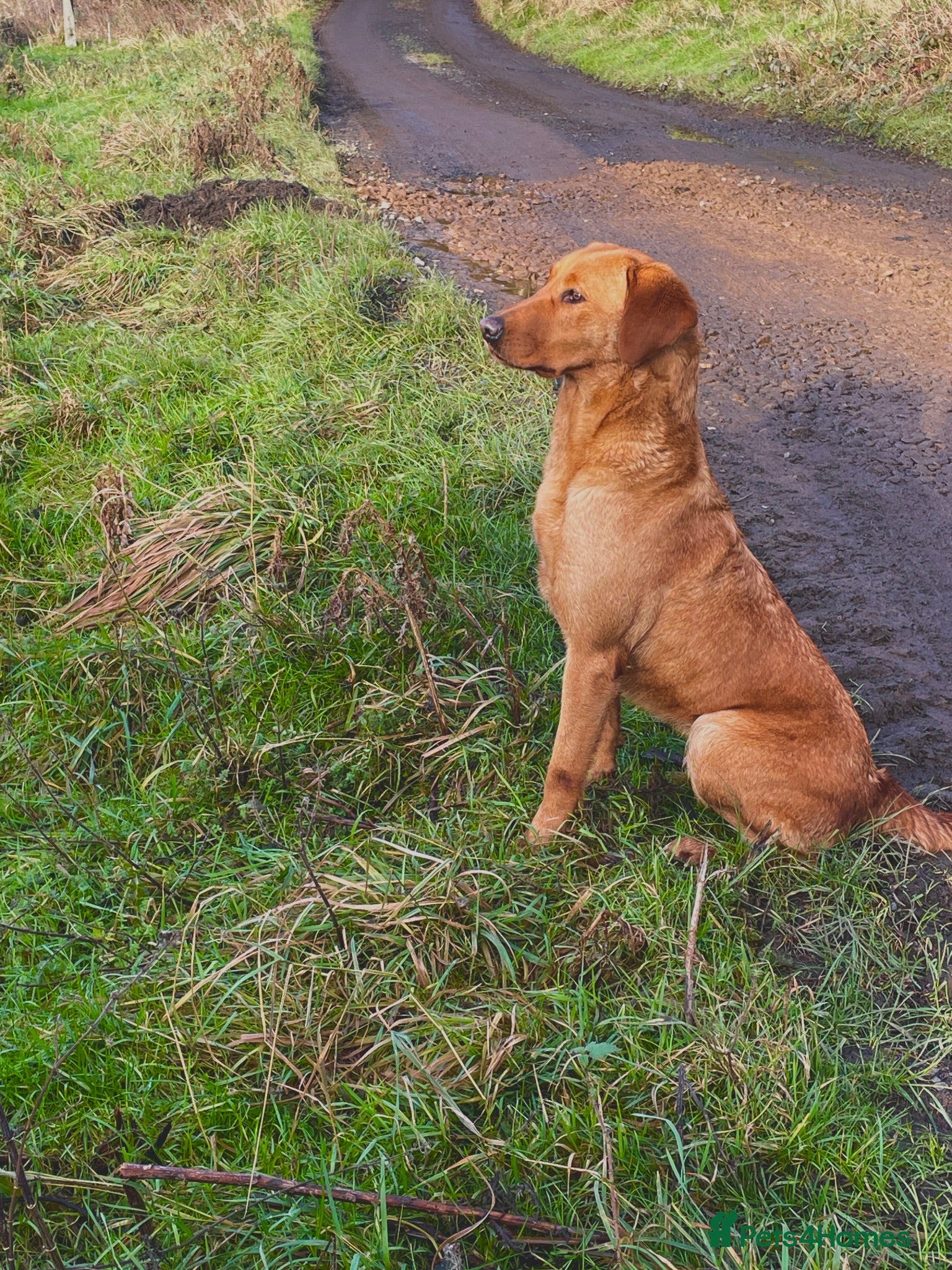 Labrador Retriever dogs Waiting list open - dark reds - health tested - Advert 2