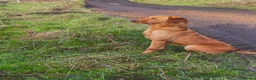 Labrador Retriever dogs for sale: Waiting list open - dark reds - health tested - Advert 2