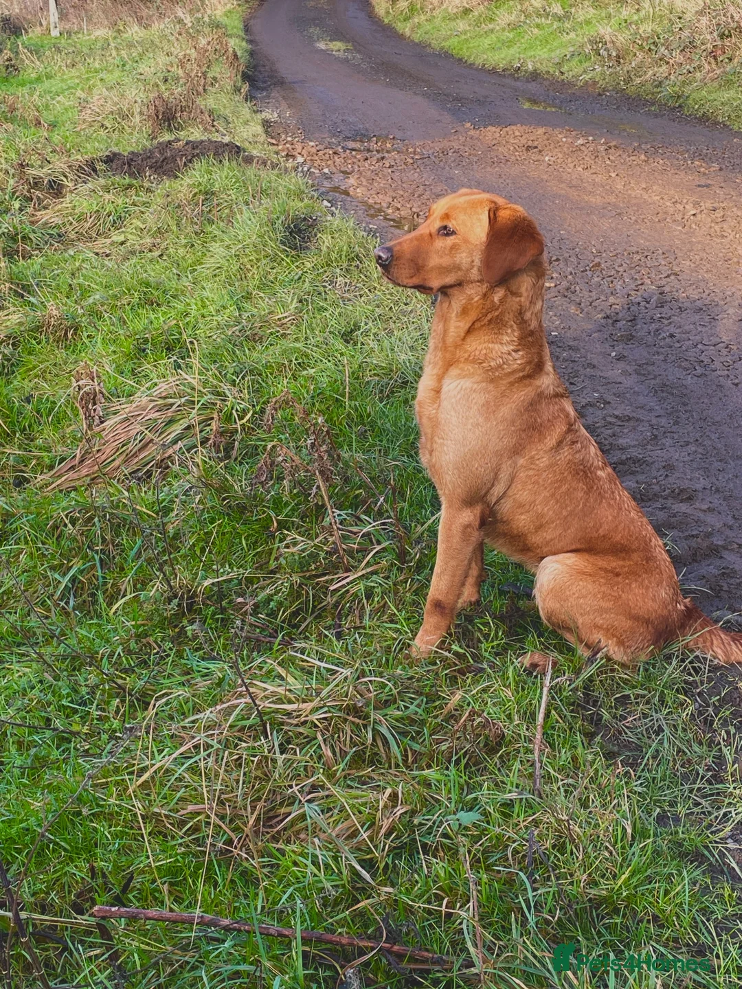 Labrador Retriever dogs for sale: Waiting list open - dark reds - health tested - Advert 2