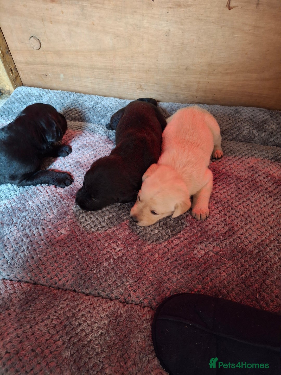 Labrador Retriever dogs for sale:  Labrador Pups (Health Tested) - Image 2
