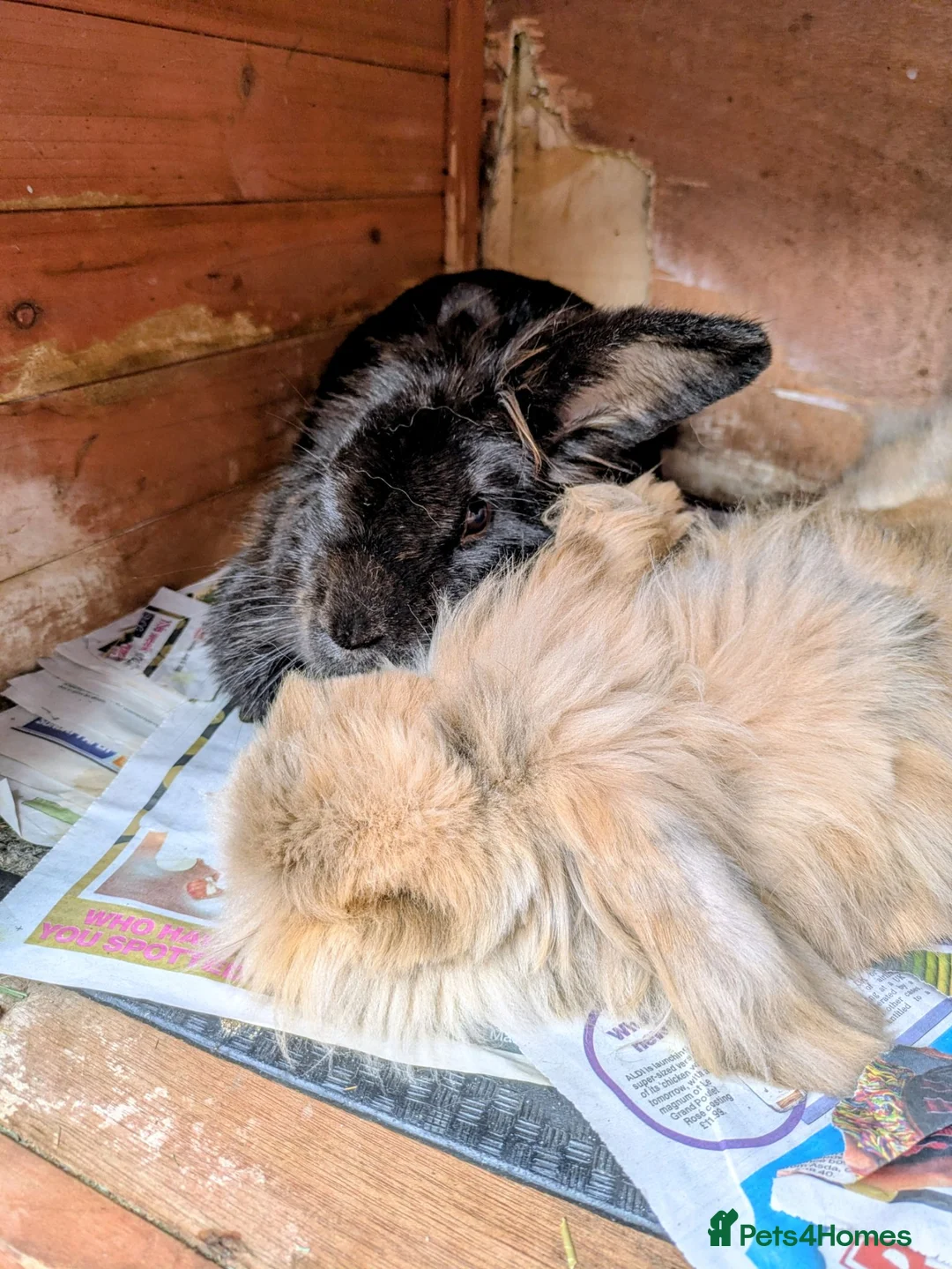 Lionhead rabbits for sale: Two lionhead rabbits brother and sister in Rotherham - Advert 2