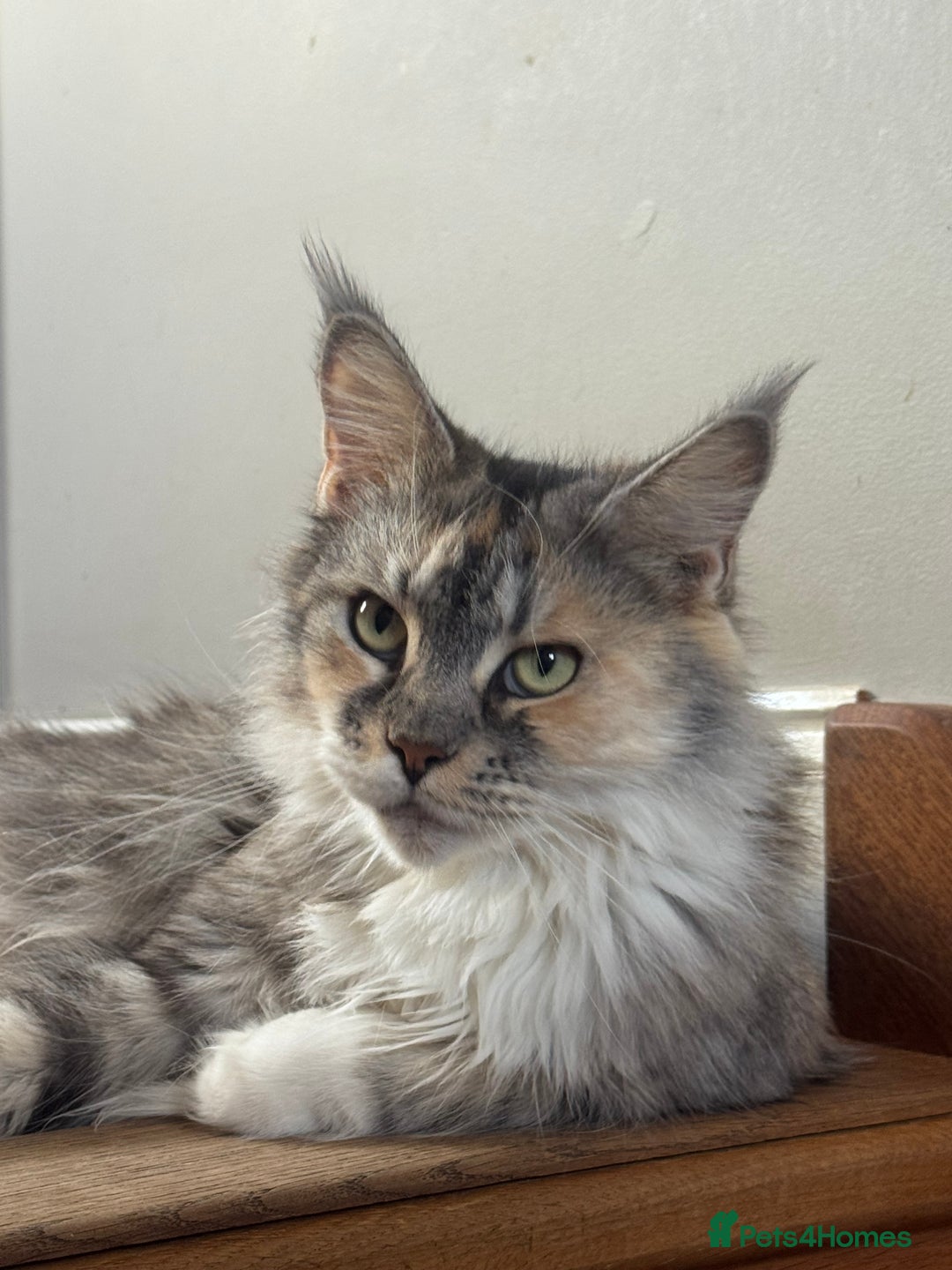 Mixed Breed cats for sale: 3/4 Maine Coon 1/4 ragdoll kittens ready - Advert 13