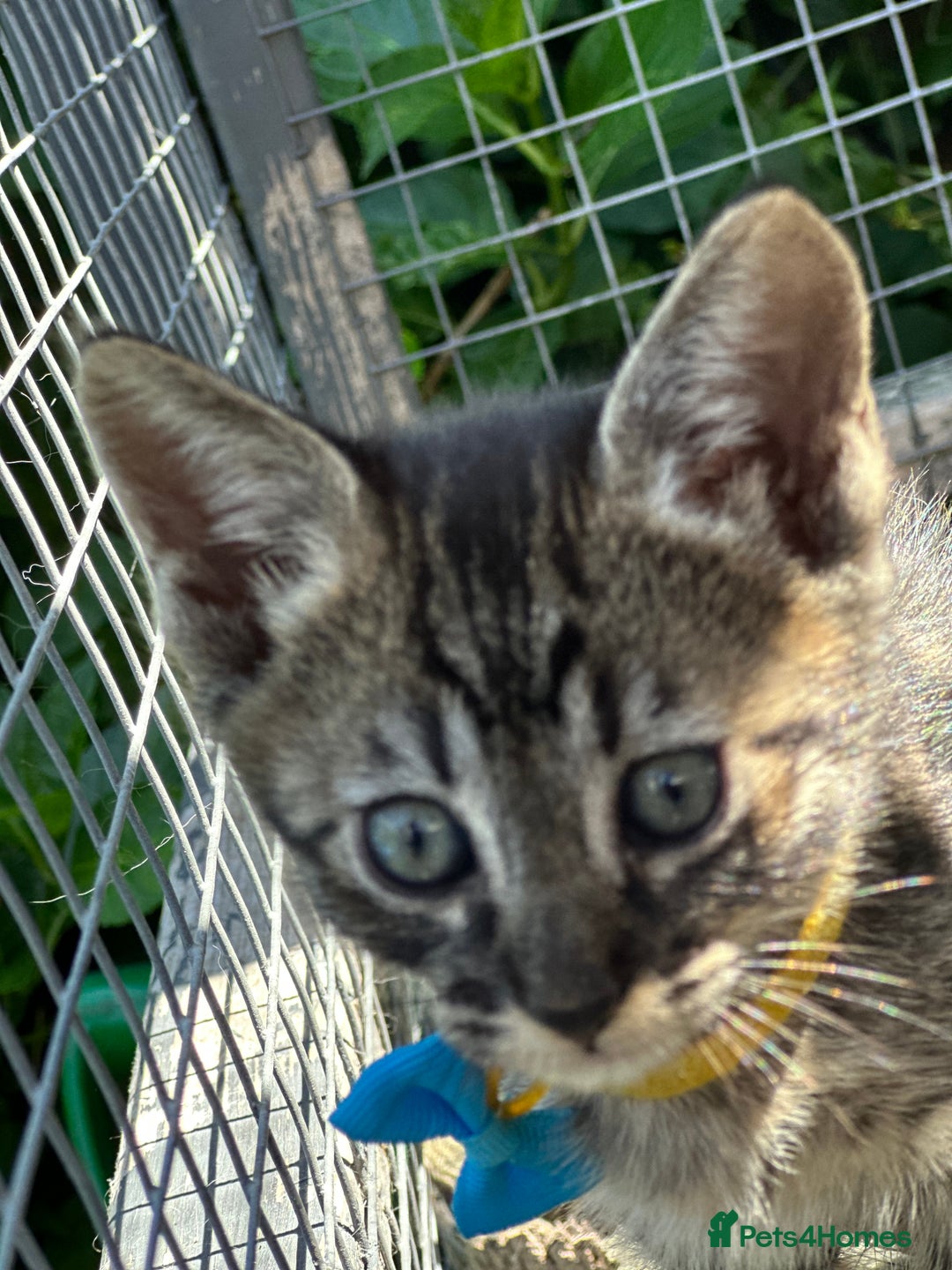 Savannah cats for sale: Savannahs  - Image 10