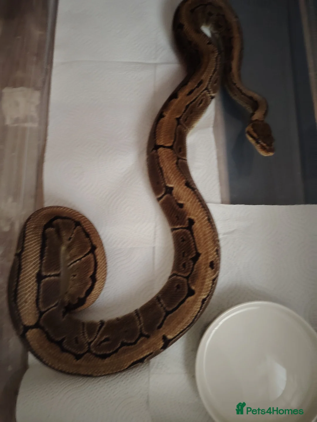 Python Snake reptiles for sale: Beautiful collection of pythons for sale  - Advert 1