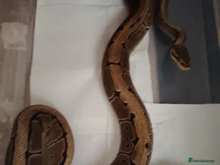 Python Snake reptiles Beautiful collection of pythons for sale - Advert 1