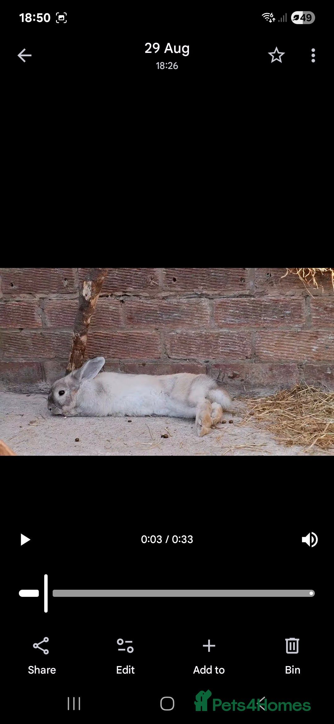 Lionhead rabbits for sale: Male Lionhead 6 months old - Image 5