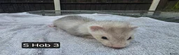 Ferret rodents for sale: Full, Semi & Half Angora Kits - Advert 11