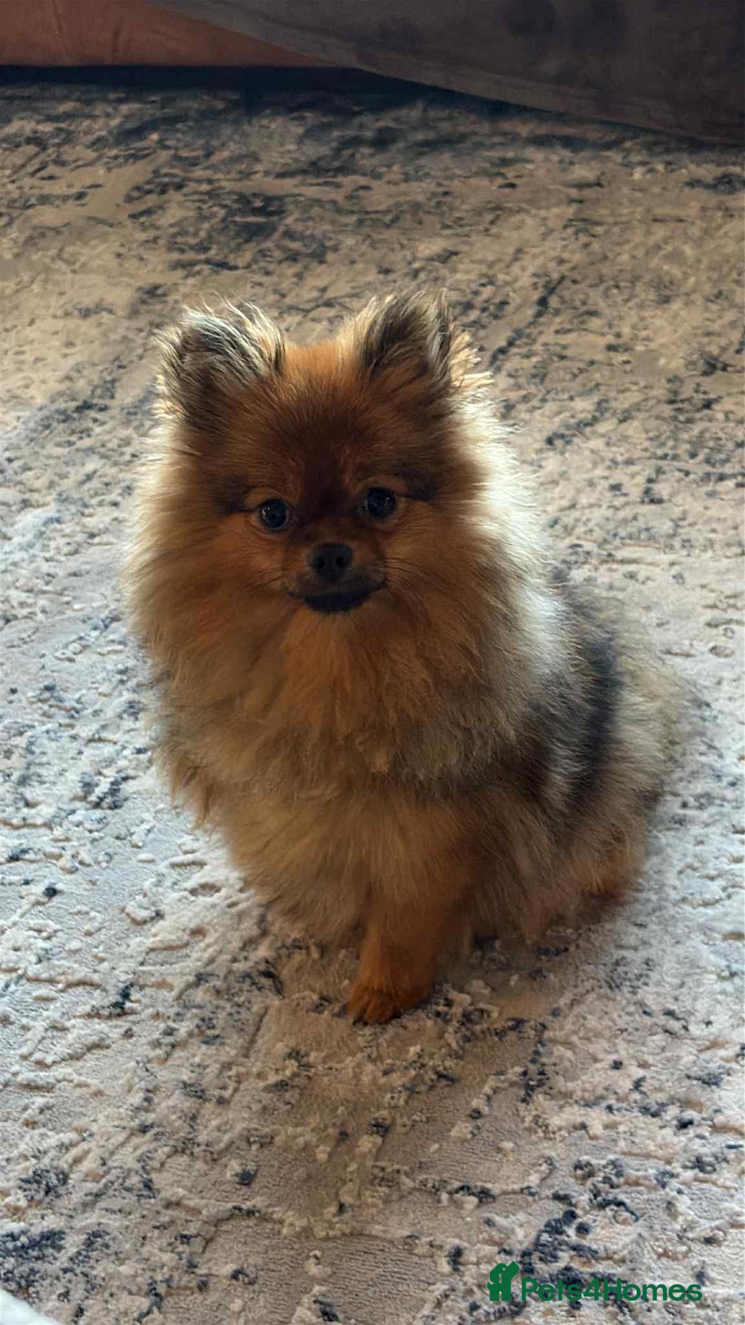Pomeranian dogs for stud: Kensesqui Mighty Hercules aka Bear for stud  - Advert 7