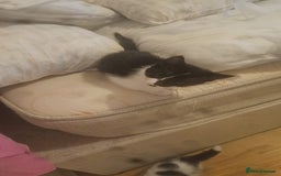 British Shorthair cats for sale: 1 male 1 female  - Image 3