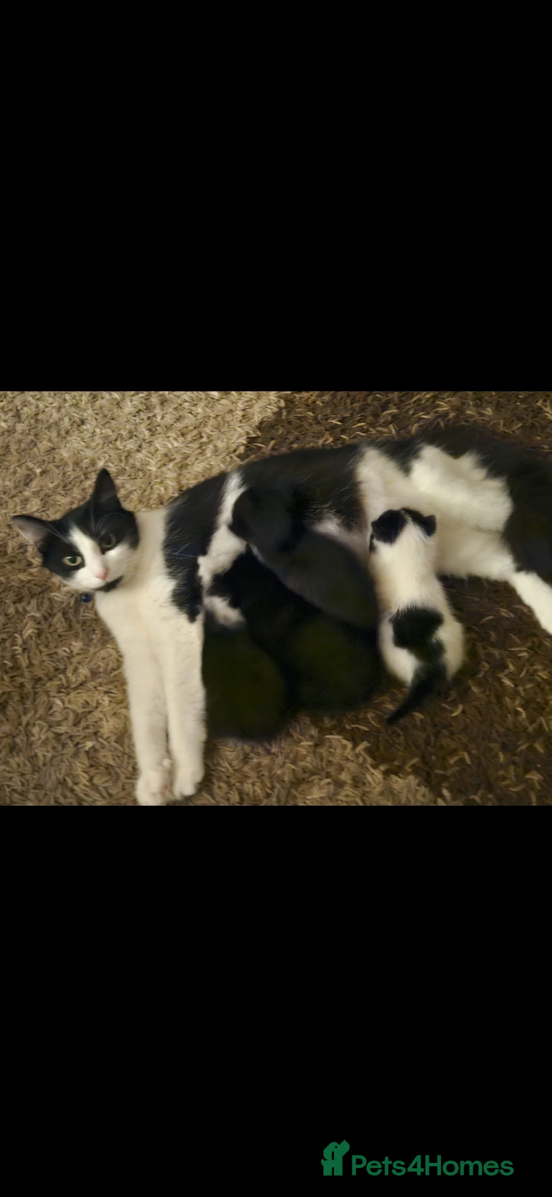 British Shorthair cats for sale: Female kitten - Advert 5