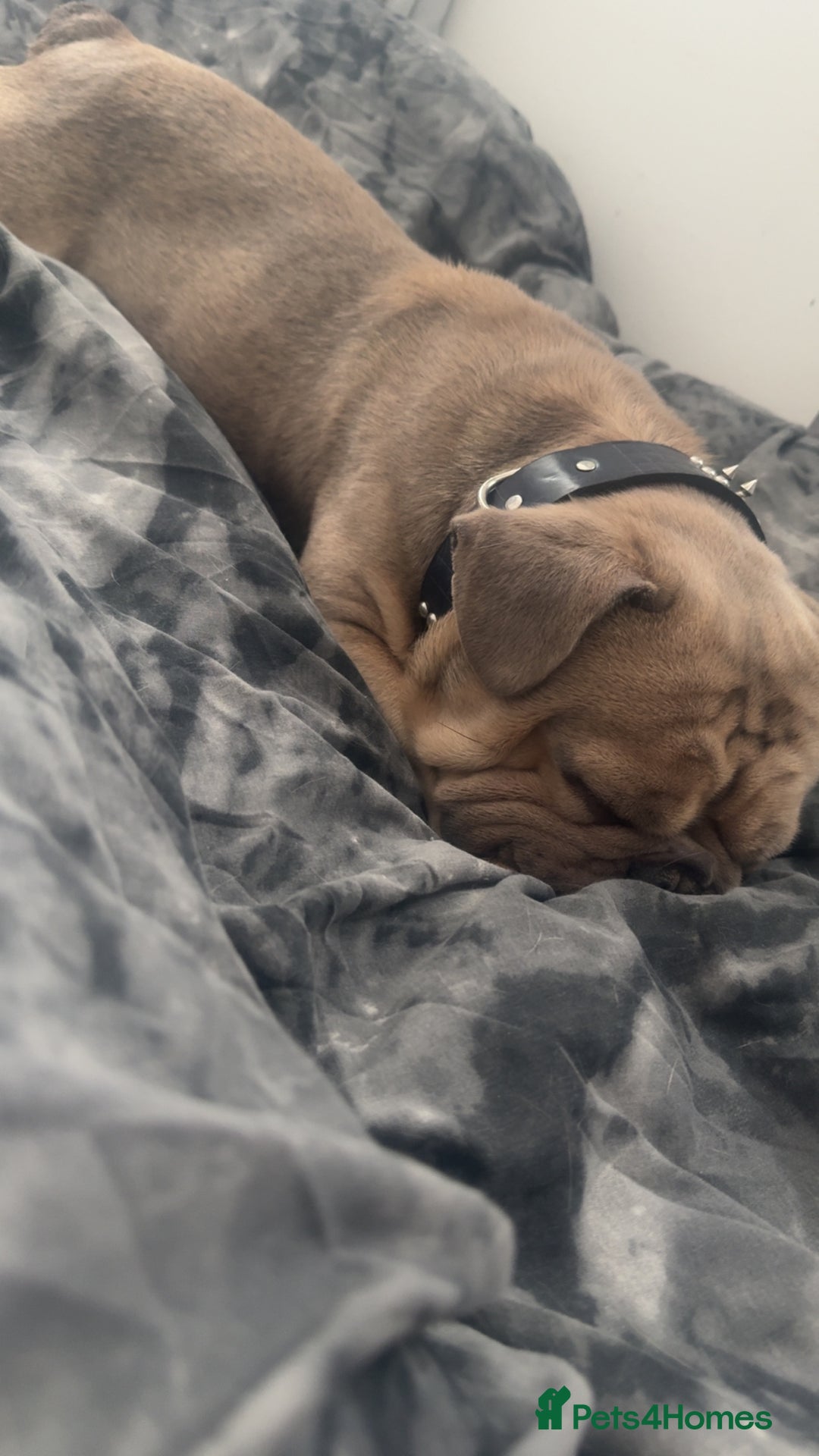 French Bulldog dogs for sale: Sully the French bulldog - Image 2