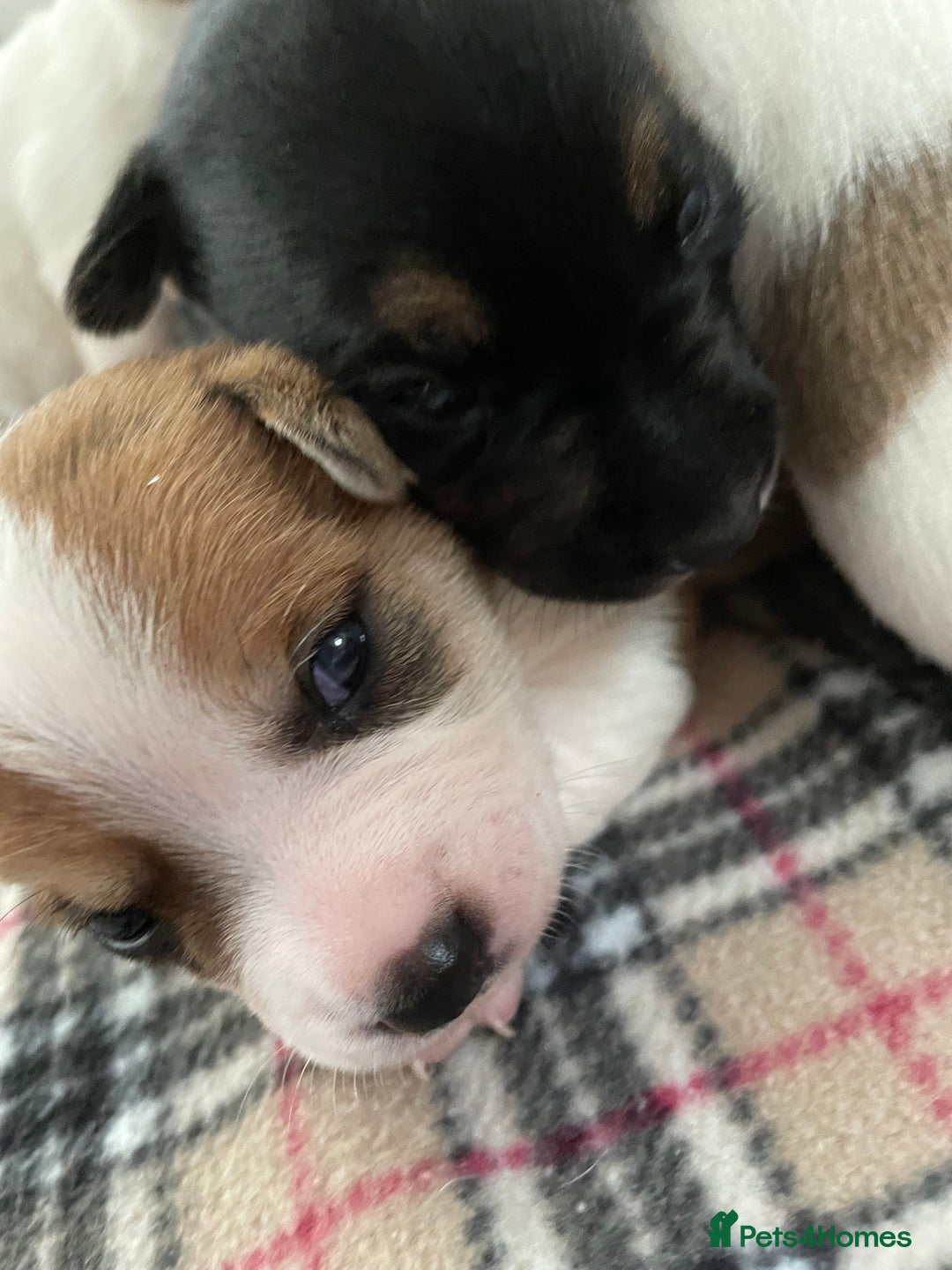 Mixed Breed dogs for sale: Chihuahua x Jack Russell puppies - Image 22