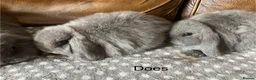 Mini Lop rabbits for sale: 4 gorgeous pure mini lops - Advert 6