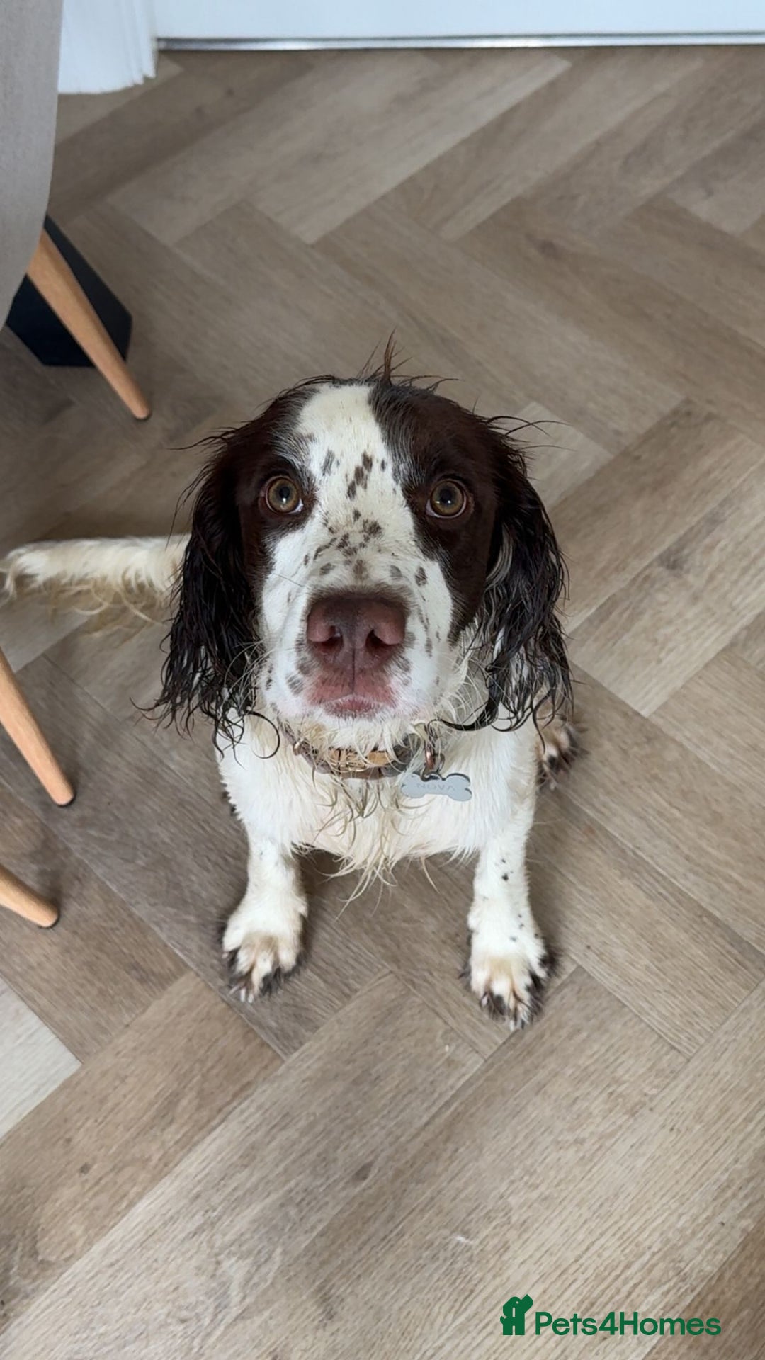 Sprocker dogs for adoption: 💖🐶 NOVA 🐶💖 - Advert 6