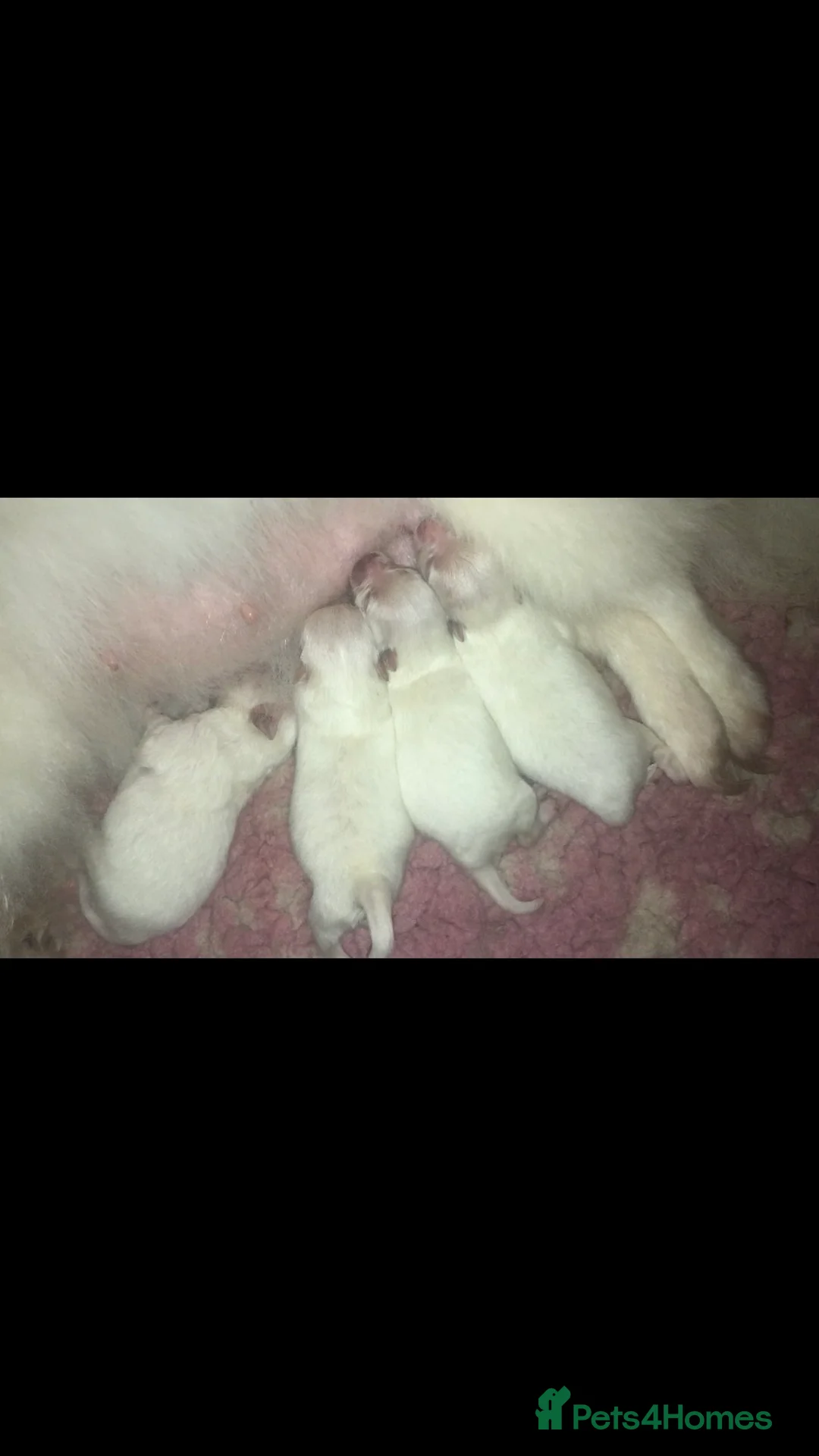 Pomeranian dogs for stud: 1.9kg tiny Proven Ukraine import stud kc reg  in Ferryhill - Advert 31