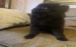 Pomeranian dogs for sale: KC Registered Russian Blood Line Pomeranian pups in Tipton - Image 22
