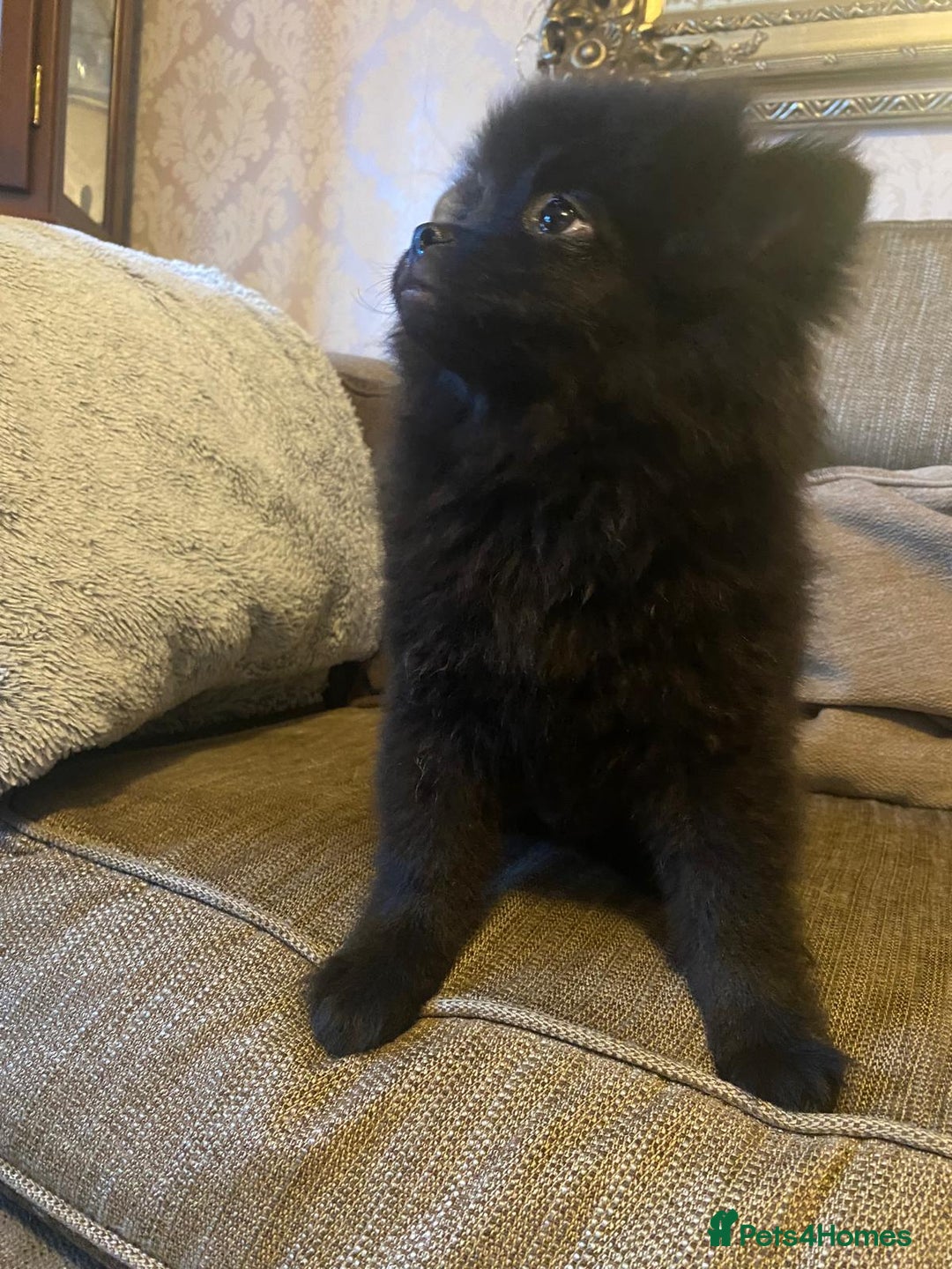 Pomeranian dogs for sale: KC Registered Russian Blood Line Pomeranian pups in Tipton - Image 22