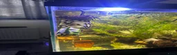 Plecos fish for sale: Baby Bristlenose Plecos for Sale - Available now! - Advert 10