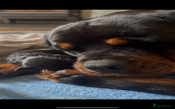 Mixed Breed dogs for sale: Rottweiler x German shepherd male puppies - Image 9