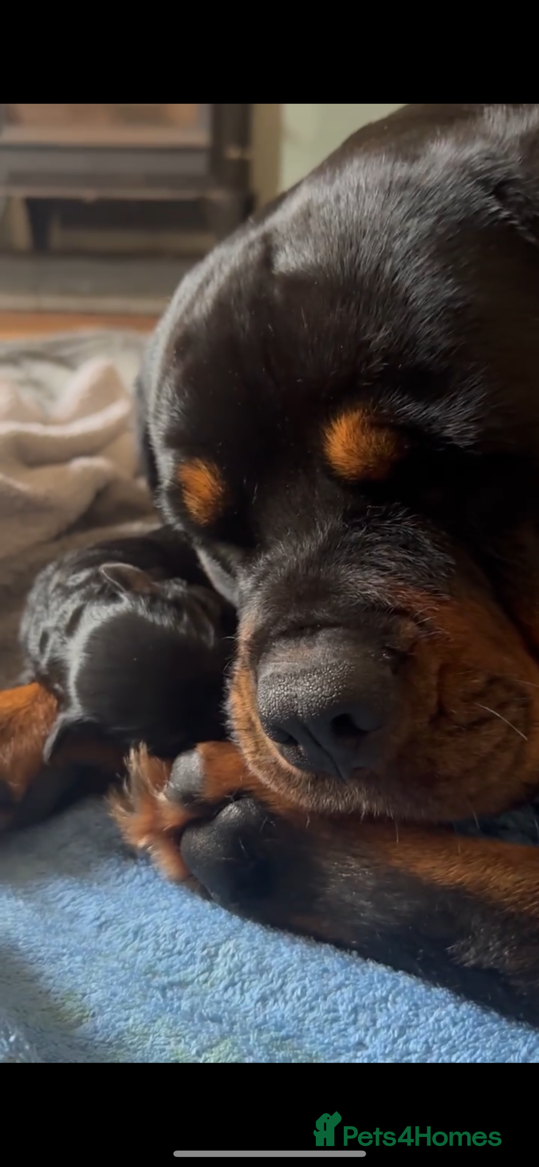 Mixed Breed dogs for sale: Rottweiler x German shepherd male puppies - Image 9