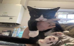 Mixed Breed cats for sale: Female kitten  - Image 2