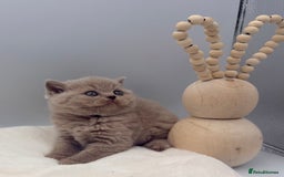 British Shorthair cats for sale: PEDIGREE REGISTERED CHUNKY BRITISH SHORTHAIRS  - Image 18