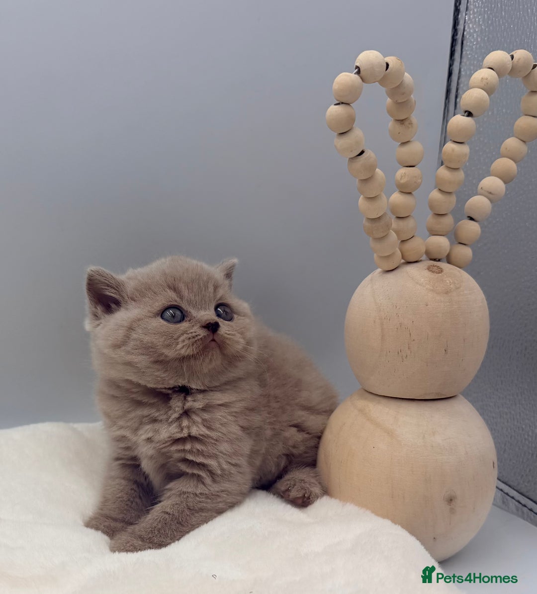 British Shorthair cats for sale: PEDIGREE REGISTERED CHUNKY BRITISH SHORTHAIRS  - Image 18