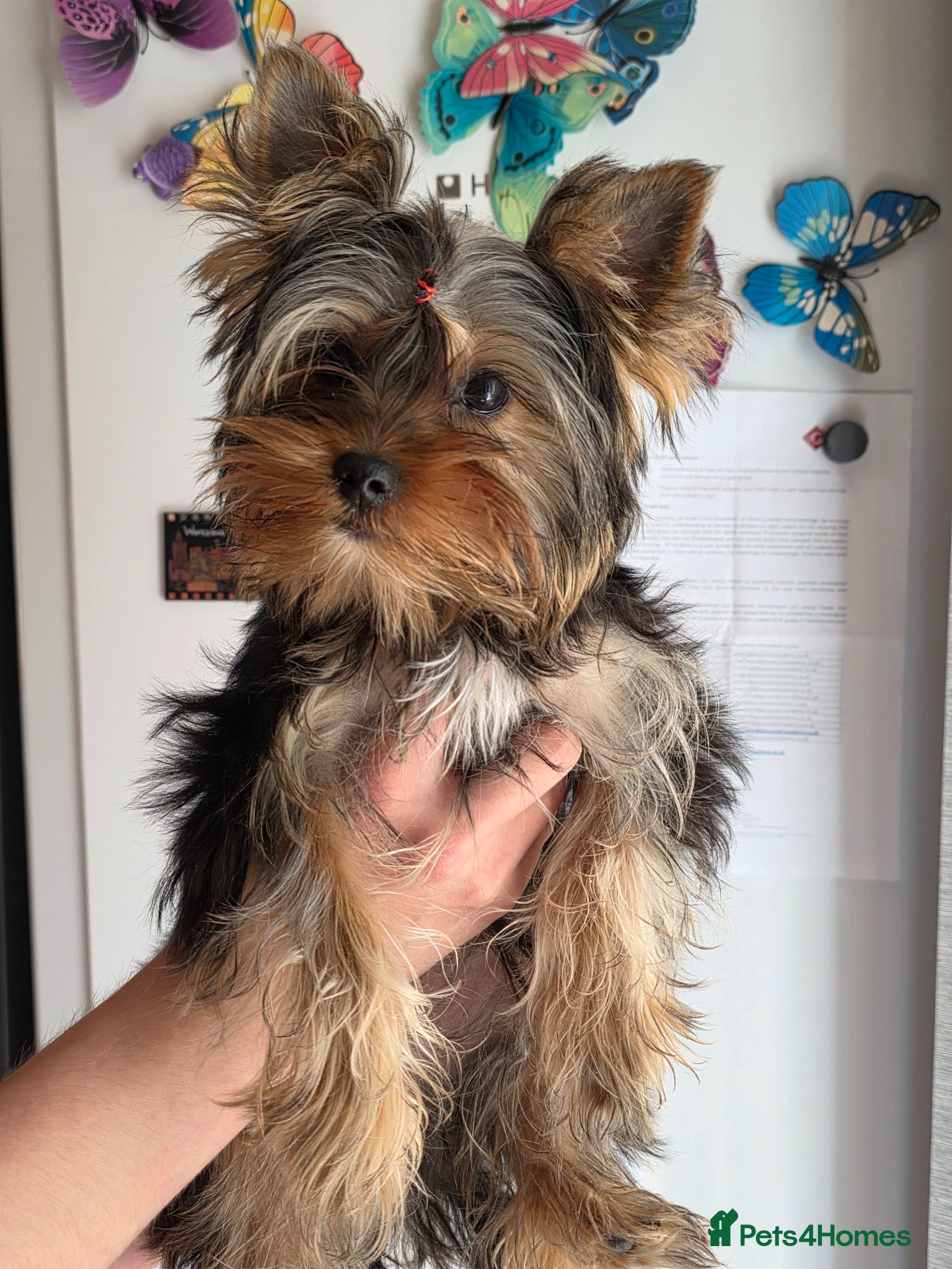 Yorkshire Terrier dogs KC small boy Yorkshire terrier - Advert 9