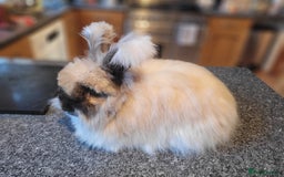 Angora rabbits for sale: 🧡 Pure Bred Angora Babies 🧡 For Reserve - Image 16