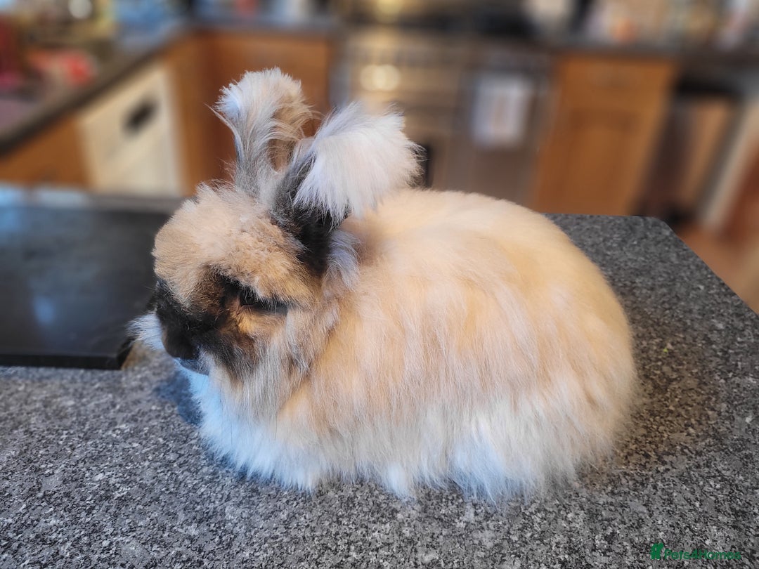 Angora rabbits for sale: 🧡 Pure Bred Angora Babies 🧡 For Reserve - Image 16