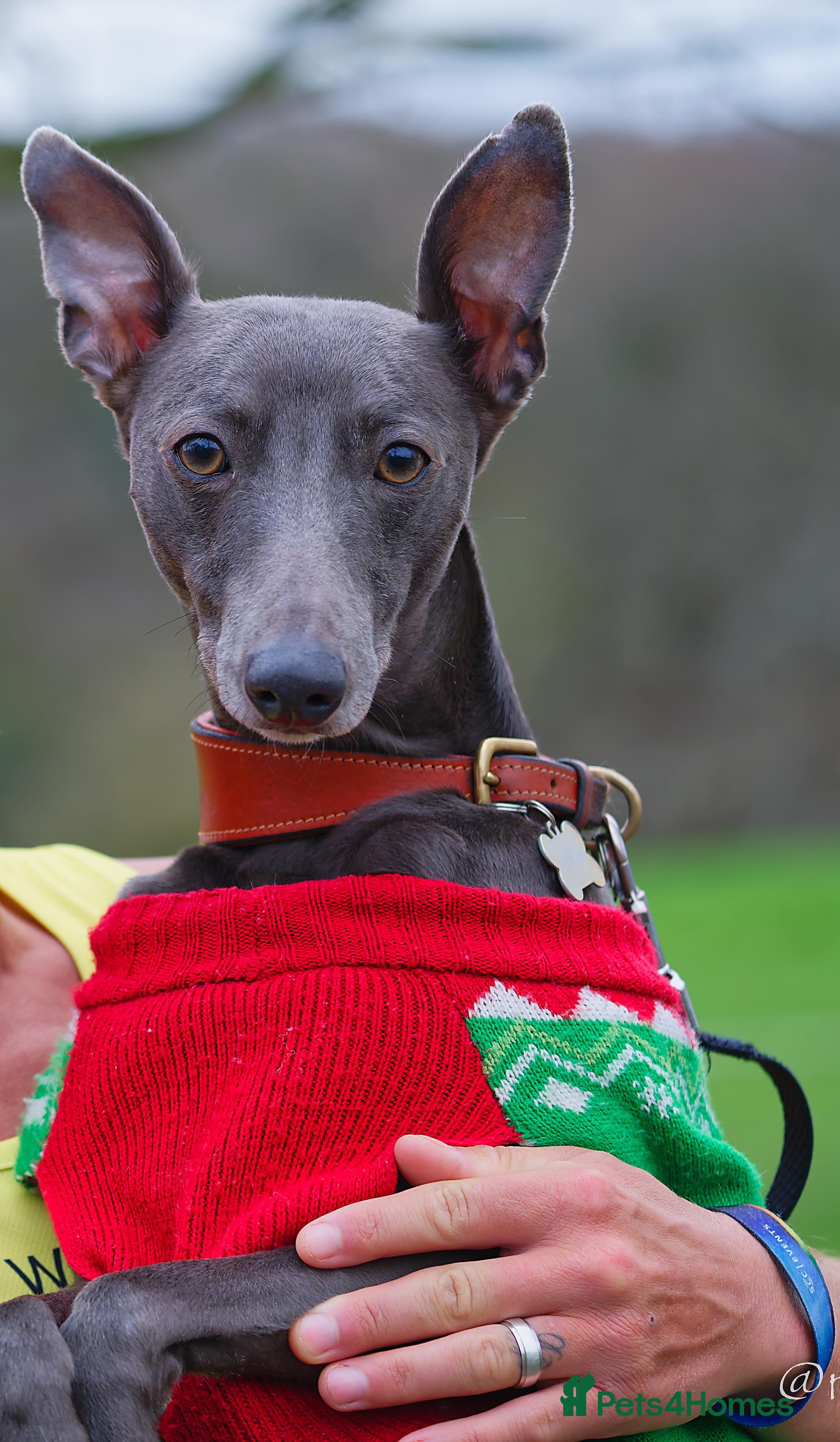 Whippet dogs Proven KC registered blue whippet for stud in Doncaster - Advert 5