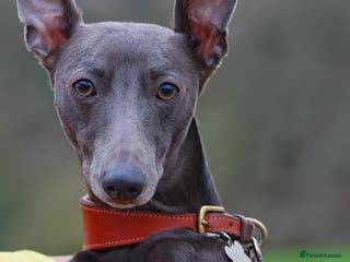 Whippet dogs Proven KC registered blue whippet for stud in Doncaster - Advert 5