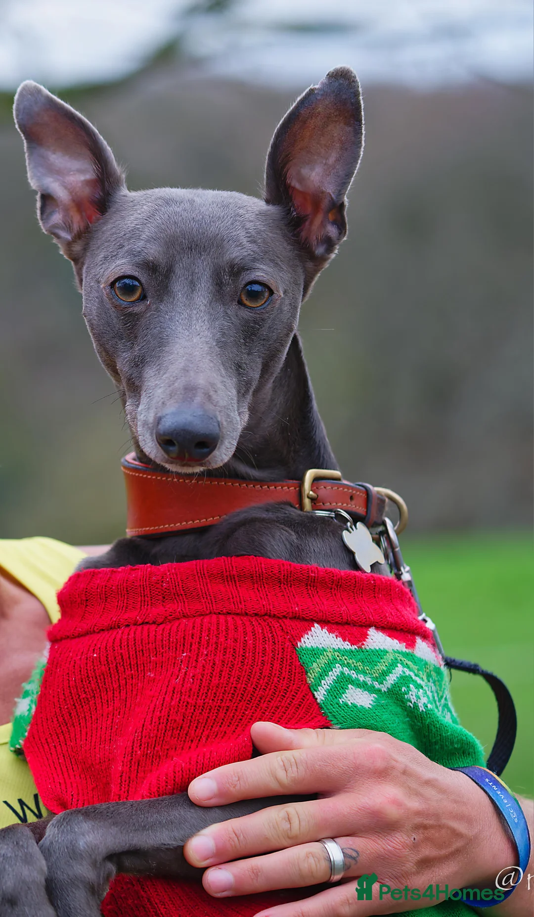 Whippet dogs for stud: Proven KC registered blue whippet for stud in Doncaster - Advert 1