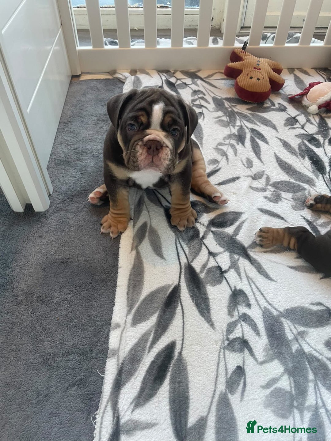 Dorset Olde Tyme Bulldogge dogs for stud: Limited Availability  Proven Bulldog Stud Services - Advert 10
