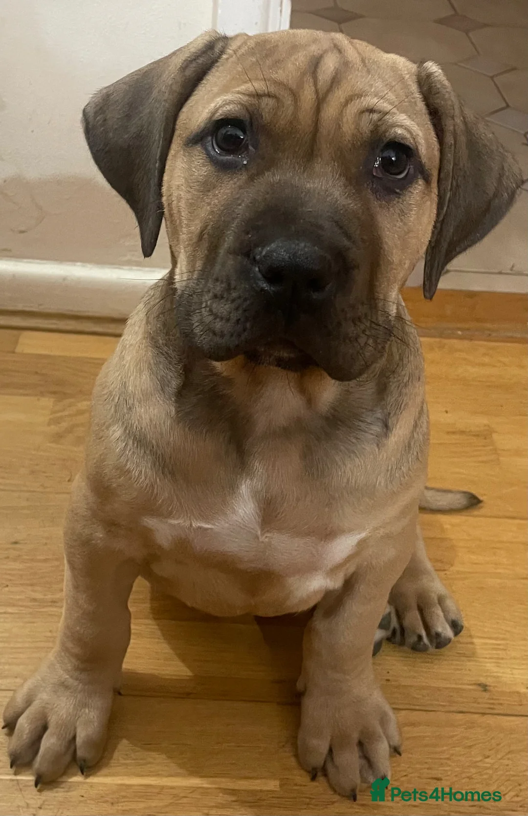 Boerboel dogs for sale: Boerboel puppies - Advert 2