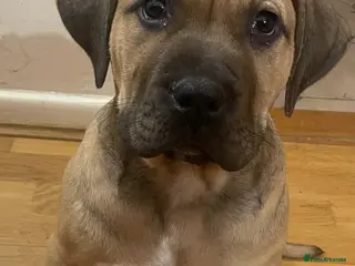 Boerboel dogs Boerboel puppies - Advert 3