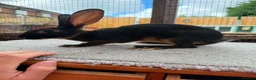 Belgian Hares rabbits for sale: Baby hares looking for new postcodes - Advert 10
