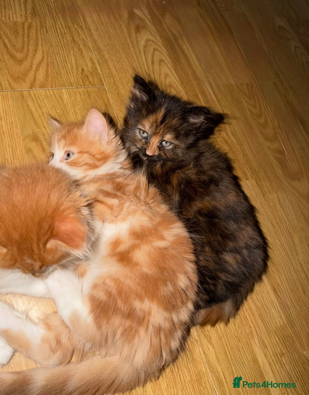 Mixed Breed cats for sale: 3 Sweet kittens available.  - Advert 5